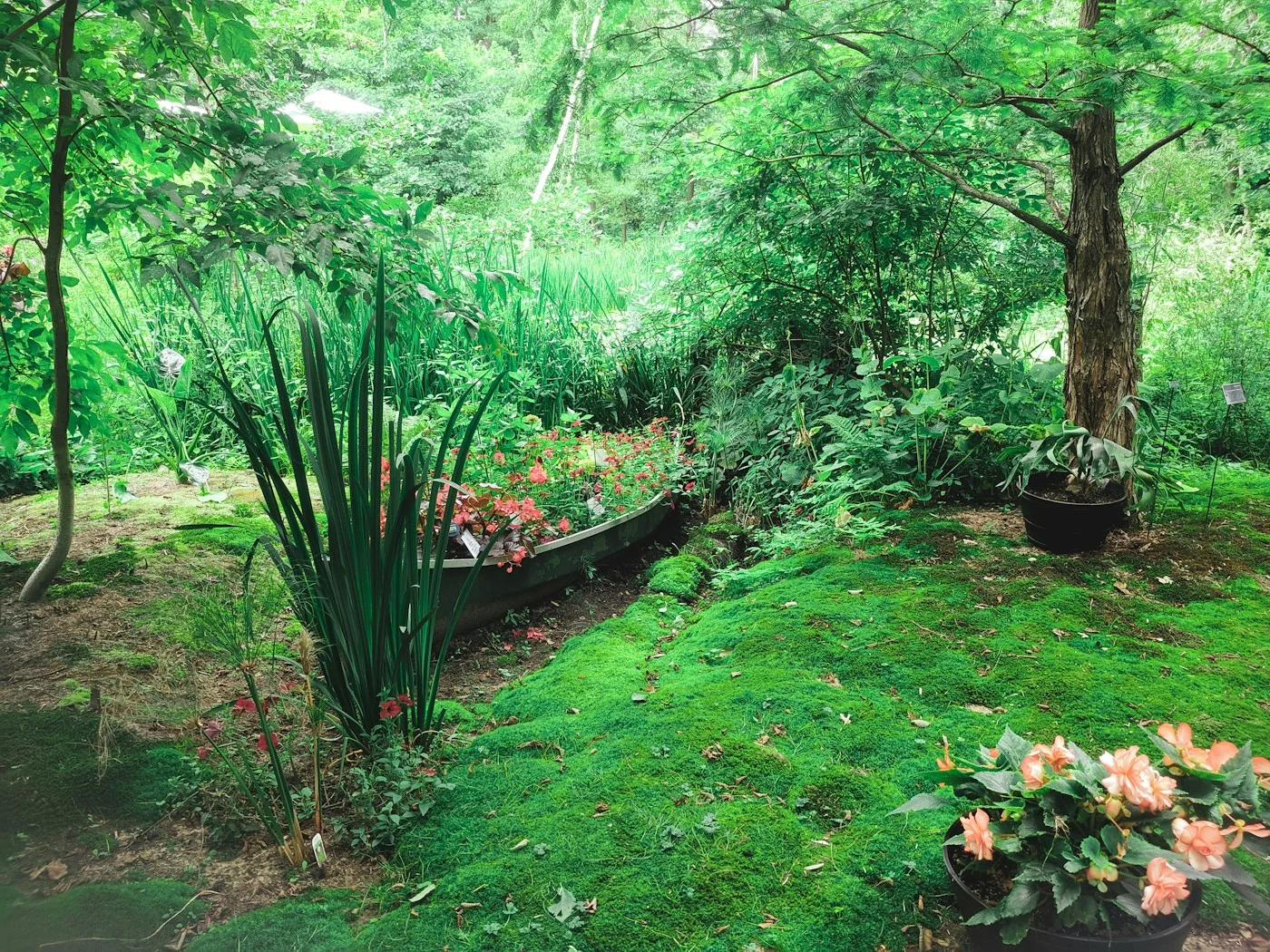 Garden planting and outdoor landscape