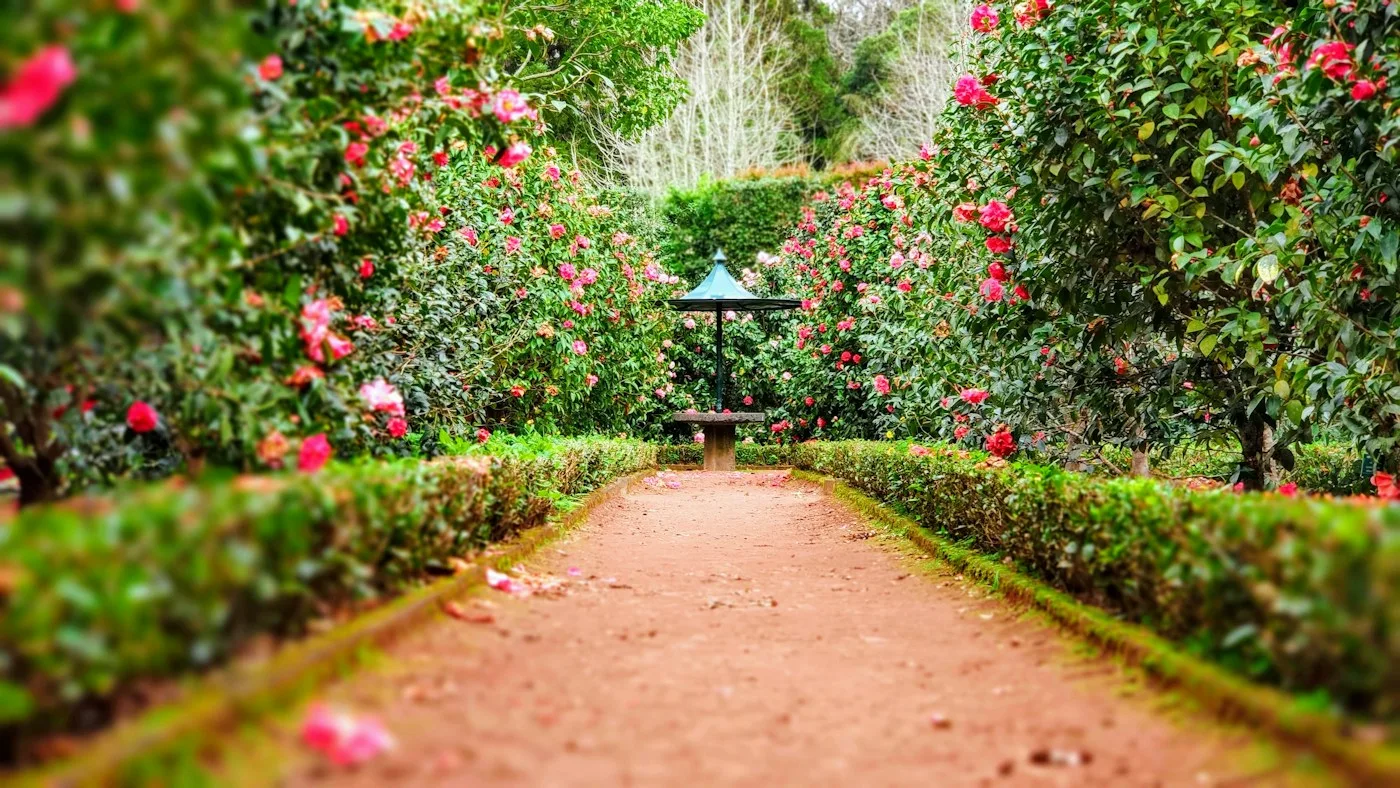 Landscaped garden with greenery